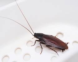 مكافحة الصراصير