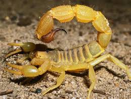 مكافحة العقارب